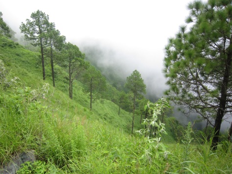 Kasauli, Himachal Pradesh